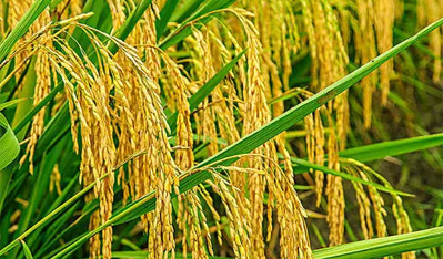 返鄉(xiāng)創(chuàng)業(yè) “米”倒眾生